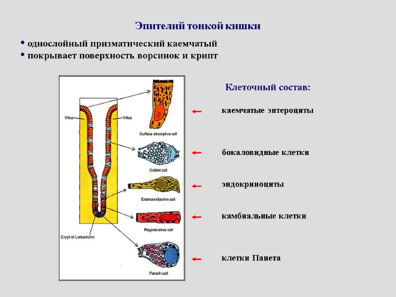 Эпителий тонкой кишки   однослойный призматический каемчатый  покрывает поверхность ворсинок и крипт